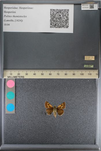 Media type: image;   Entomology 206226